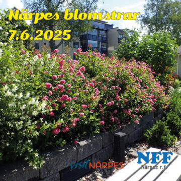 Evenemangets bild: Närpes blomstrar