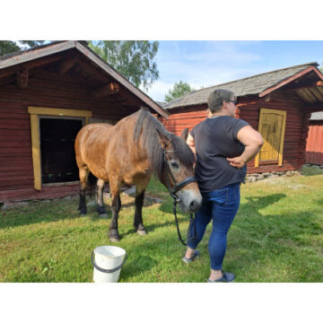Evenemangets bild: Hästbesök i kyrkstallarna