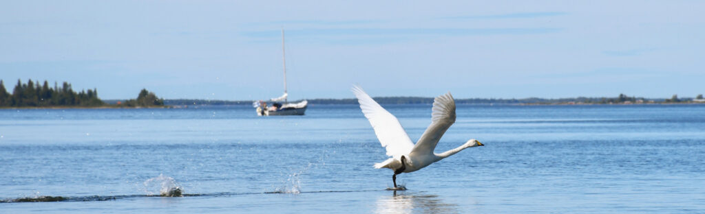 Svan som landar i vattnet