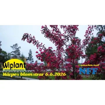 Evenemangets bild: Wickmanin Taimisto osallistuu Närpiö kukoistaa tapahtuman