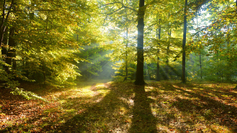 Skog i solnedgång