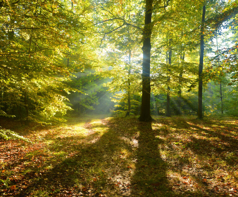 Skog i solnedgång